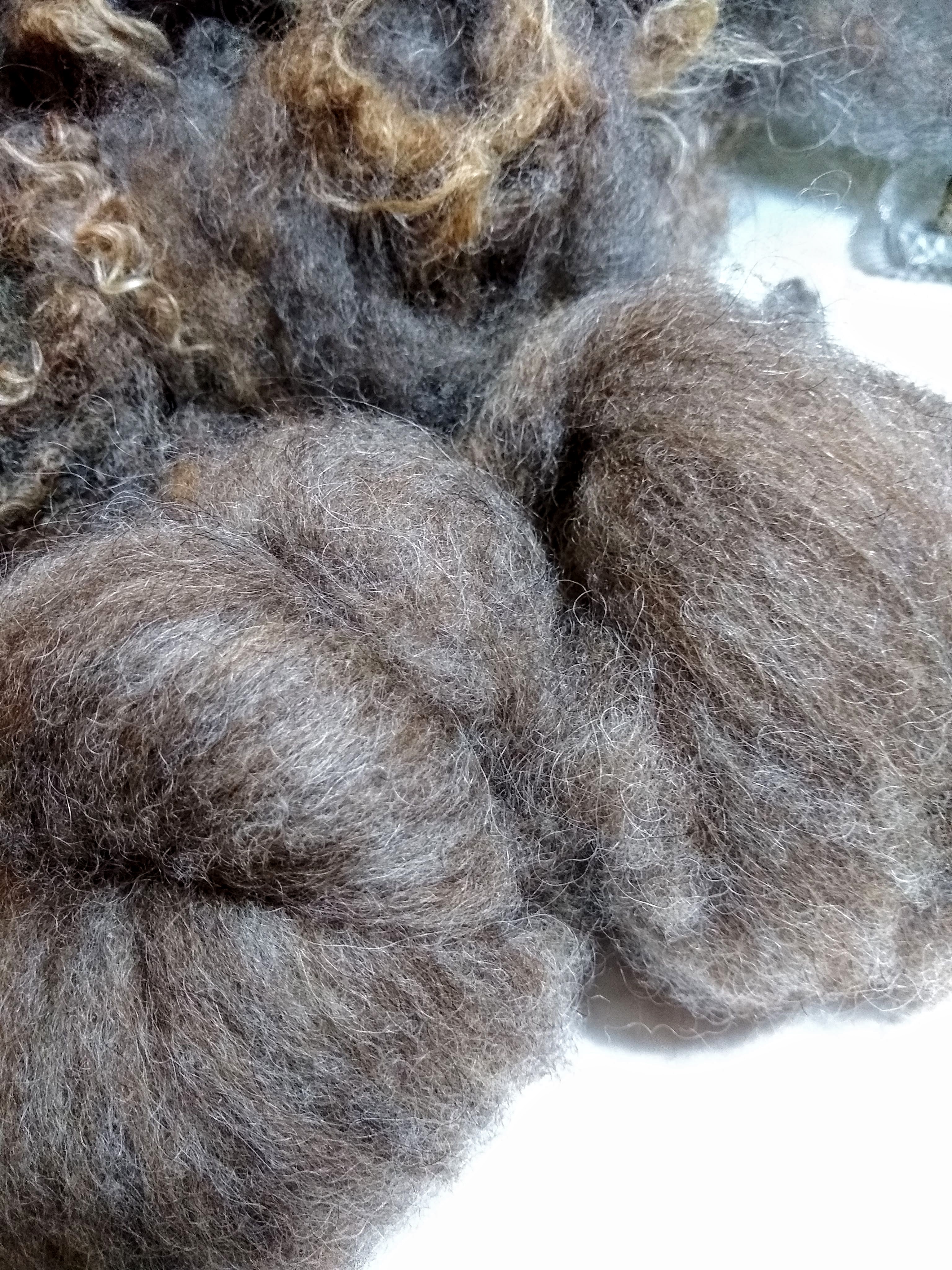 Daphne-carded-wool