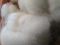 Carded-wool-Esther