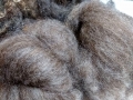 Daphne-carded-wool