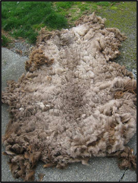 A complete raw fleece- inside view