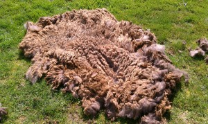 Coco's fleece unwashed outside view