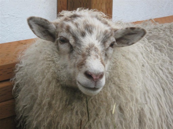 Felix, one of my white sheep