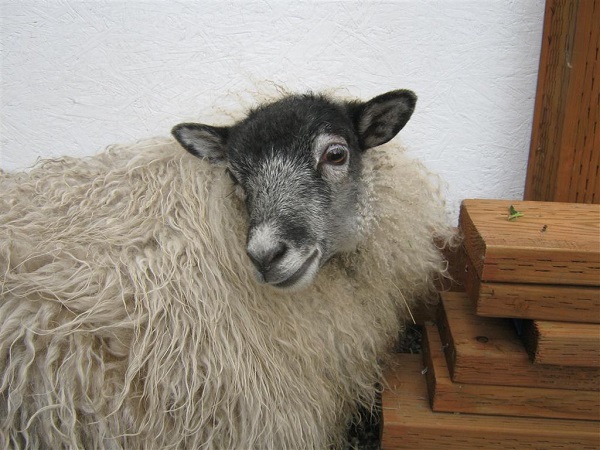 Frank, one of my white sheep