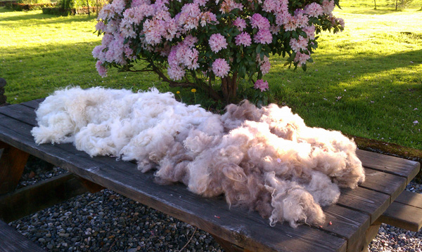 Freshly washed sheep fleece drying outside
