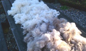 Freshly washed sheep fleece drying outside