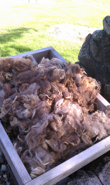 Edgar fleece, freshly washed and drying outside